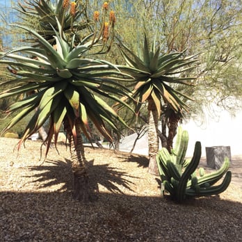 California Scenario - Cacti - Botanical Gardens Near Me - Costa Mesa, California California Scenario - Cacti - Botanical Gardens Near Me - Costa Mesa, California