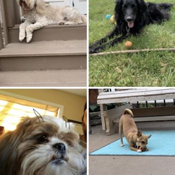 Pet Inn Kennels - We live Pet Inn - Pet Training Near Me - Chattanooga, Tennessee Pet Inn Kennels - We live Pet Inn - Pet Training Near Me - Chattanooga, Tennessee
