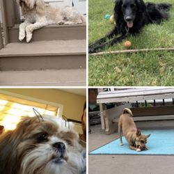 Pet Inn Kennels - We live Pet Inn