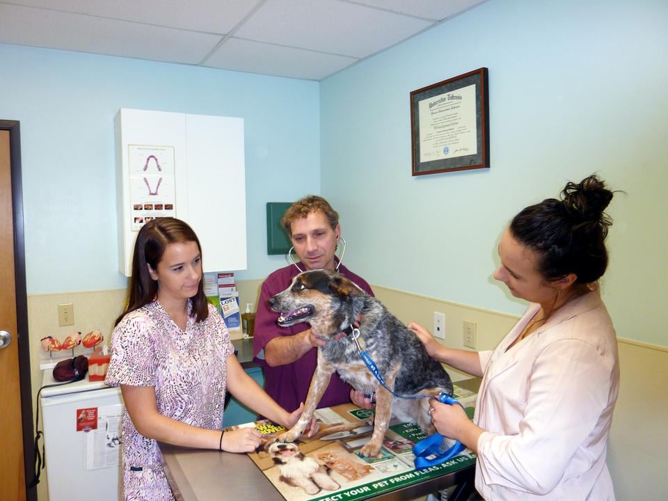 NEW BALTIMORE ANIMAL HOSPITAL Updated August 2024 12 Reviews
