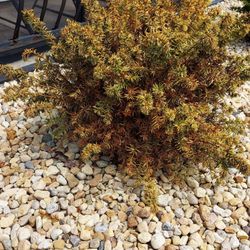 Camphouse Country Landscaping