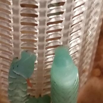 Petco - Horn worms - Pet Stores Near Me - Redwood City, California