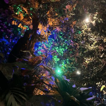 Rainforest Cafe - American Near Me - Galveston, Texas