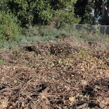 Treewest - before cleanup - Tree Services Near Me - Anaheim, California
