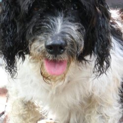 Jensen Beach Ace Hardware - My Pup Ace says Ace is The Place.