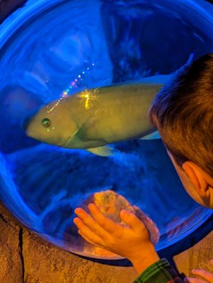 SEA LIFE San Antonio by null