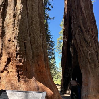 General Sherman Tree - One of the twin trees nearby Gen.Sherman - Hiking Near Me - Sequoia National Park, California General Sherman Tree - One of the twin trees nearby Gen.Sherman - Hiking Near Me - Sequoia National Park, California