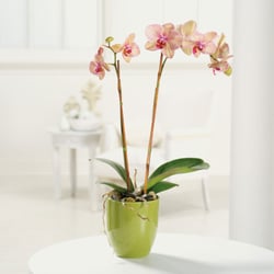 Keefe's Flowers - Orchid plant