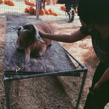 Shadelands Ranch Pumpkin Patch - Billy jean the goat! She was very pregnant and super friendly. - Pumpkin Patches Near Me - Walnut Creek, California