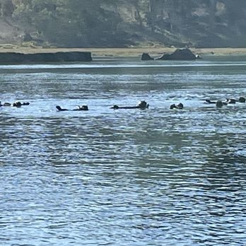 Monterey Bay Hydrobikes - Sea otters playing in the Elkhorn Slough viewed from Monterey Hydrobikes - Rafting/Kayaking Near Me - Moss Landing, California Monterey Bay Hydrobikes - Sea otters playing in the Elkhorn Slough viewed from Monterey Hydrobikes - Rafting/Kayaking Near Me - Moss Landing, California