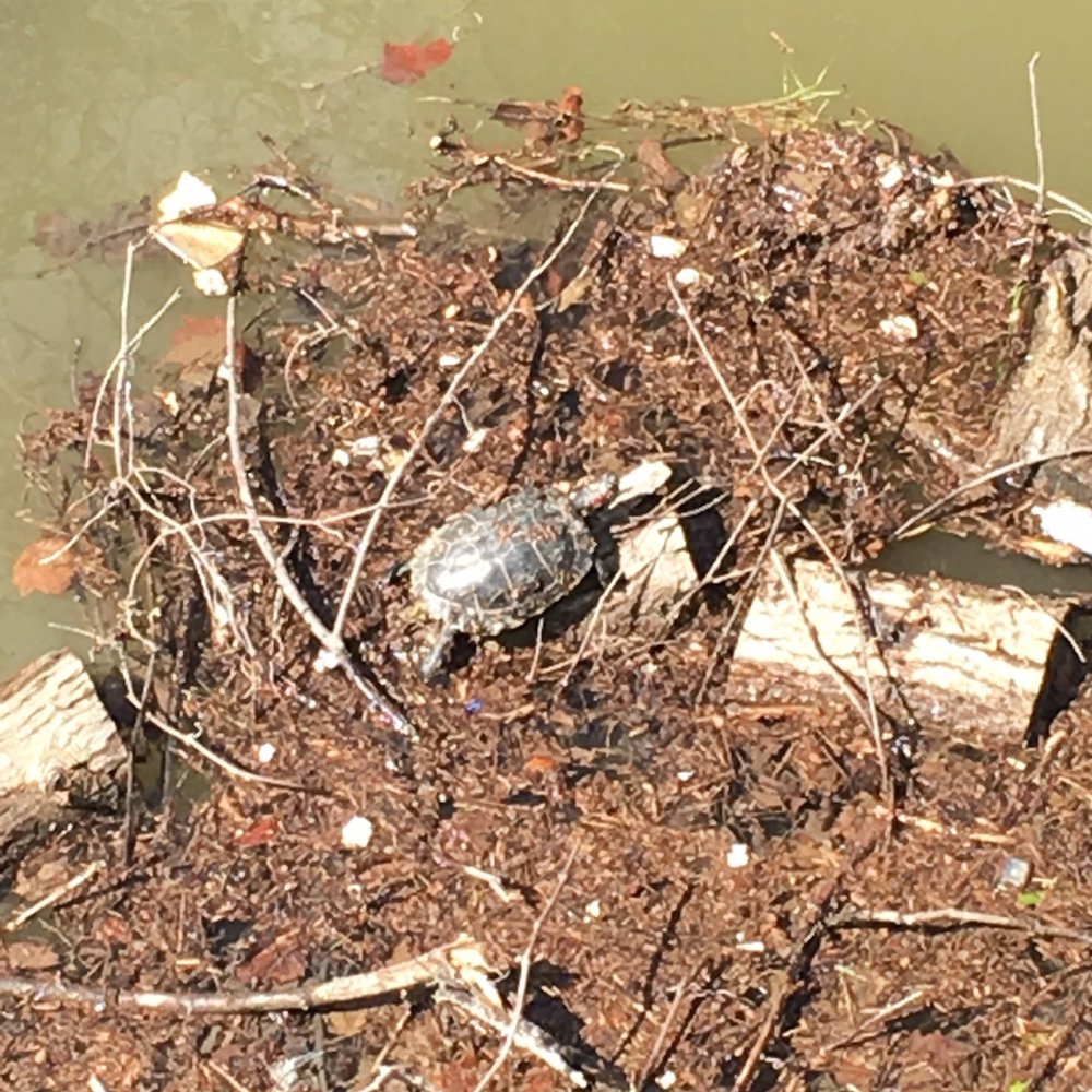 Riverfront Promenade - Another turtle chilling on some flotsam in the Sacramento River. - Parks Near Me - Sacramento, California Riverfront Promenade - Another turtle chilling on some flotsam in the Sacramento River. - Parks Near Me - Sacramento, California