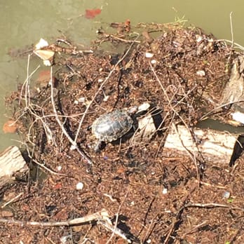 Riverfront Promenade - Another turtle chilling on some flotsam in the Sacramento River. - Parks Near Me - Sacramento, California Riverfront Promenade - Another turtle chilling on some flotsam in the Sacramento River. - Parks Near Me - Sacramento, California