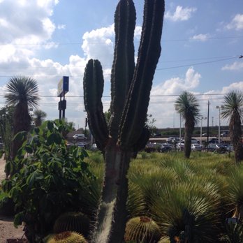 The Cactus King - The King - Nurseries & Gardening Near Me - Houston, Texas