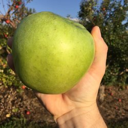 Miller's Apple Hill - How you like dem Apples?!!