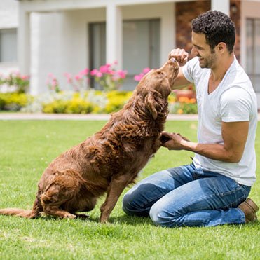 Karma Dog Training - pet boarding facility in Honolulu, HI
