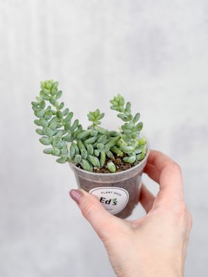 Ed's Plant Shop by null