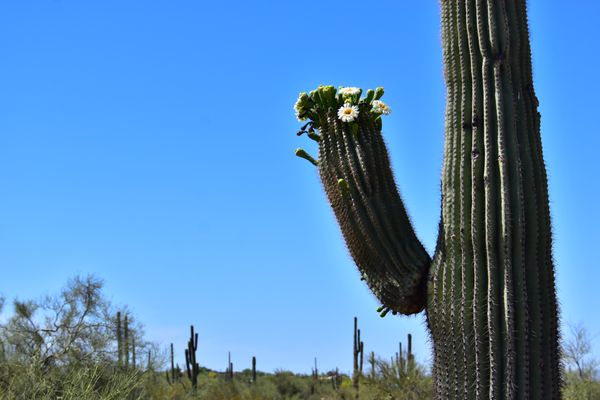 Lost Dutchman State Park by null
