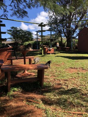 Lānaʻi Cat Sanctuary by null