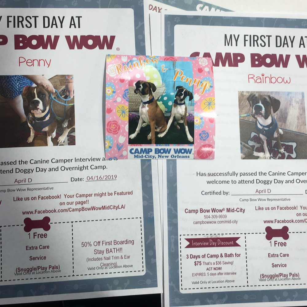 First day at Camp Bow Wow Mid-City First day at Camp Bow Wow Mid-City