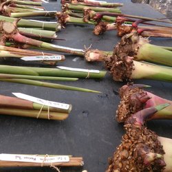 Plant Group Hawaii - Heliconia rhizomes