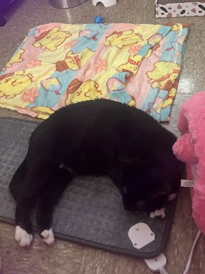 Best Friends Pet Adoption Center by null