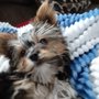 Photo of Circle Of Friends Pet Grooming