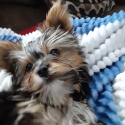 Circle Of Friends Pet Grooming - he is a morkey, his DOB is 12/31/2020 so he will be 5 months old , end of june