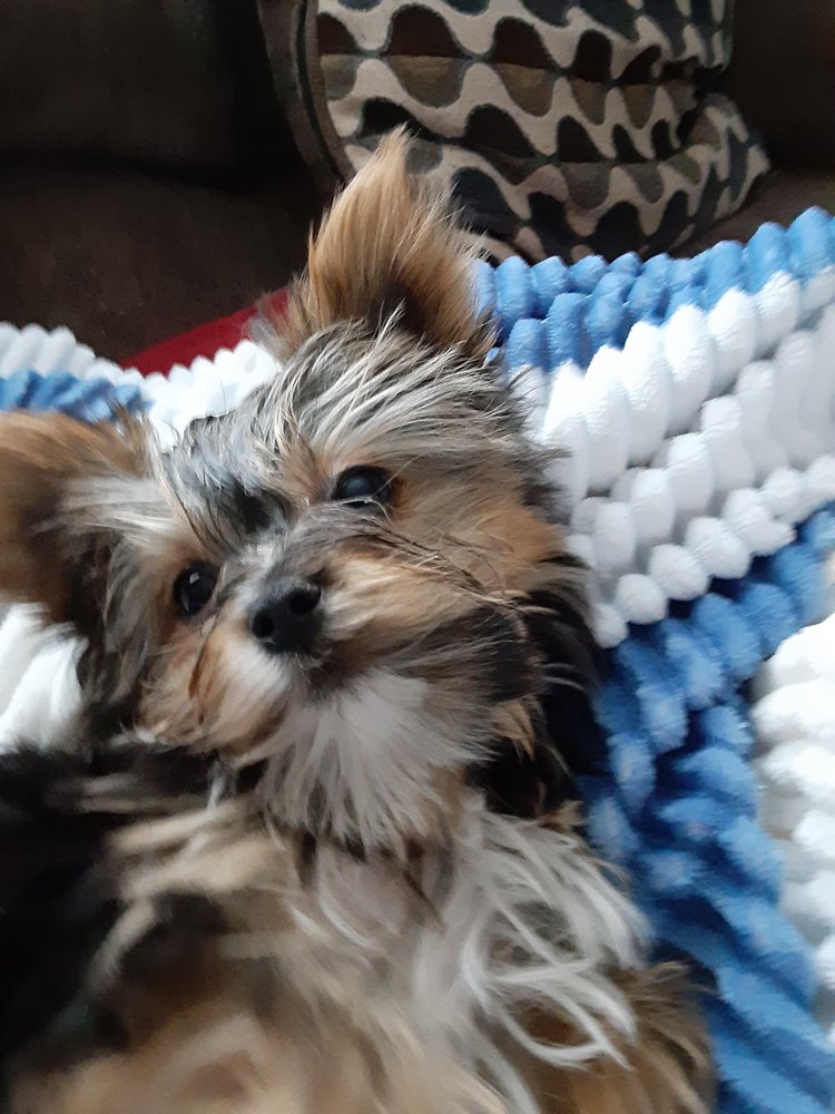 CIRCLE OF FRIENDS PET GROOMING Updated October 2024 68 Market St