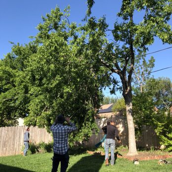 Joe's Tree Care - Tree Services Near Me - Austin, Texas Joe's Tree Care - Tree Services Near Me - Austin, Texas