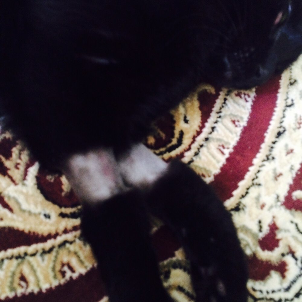 West Boca Veterinary Center - Two shaved arms after dental procedure (fine, except there was also a shaved inner thigh...?) - Veterinarians Near Me - Boca Raton, Florida West Boca Veterinary Center - Two shaved arms after dental procedure (fine, except there was also a shaved inner thigh...?) - Veterinarians Near Me - Boca Raton, Florida