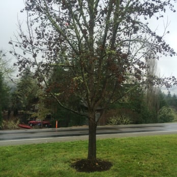 Umpqua Community College - Campus tree - Colleges & Universities Near Me - Roseburg, Oregon