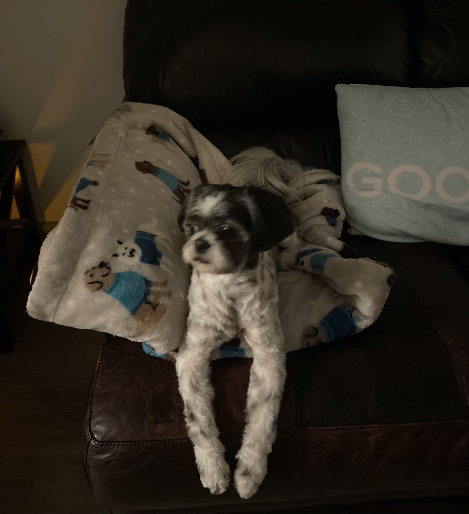 SCRUFFY TO FLUFFY MOBILE PET GROOMING Updated June 2024 19 Photos