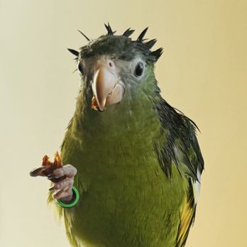 Feathers And Friends Exotics - Penny after a shower - Bird Shops Near Me - Los Angeles, California Feathers And Friends Exotics - Penny after a shower - Bird Shops Near Me - Los Angeles, California