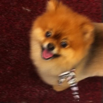 Hollywood Dog Salon - Capone - Pet Groomers Near Me - Hammonton, New Jersey