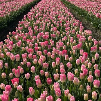 Roozengaarde Display Garden & Store - Florists Near Me - Mount Vernon, Washington Roozengaarde Display Garden & Store - Florists Near Me - Mount Vernon, Washington