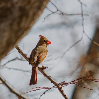 Colorfully Candid Captures - Wildlife Photography - Session Photography Near Me Colorfully Candid Captures - Wildlife Photography - Session Photography Near Me