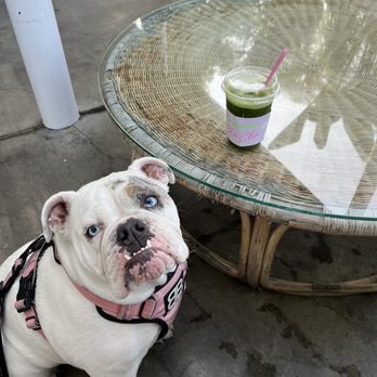 Cha Cha Matcha - @englishbulldogelizabeth loves this place. - Coffee & Tea Near Me - West Hollywood, California