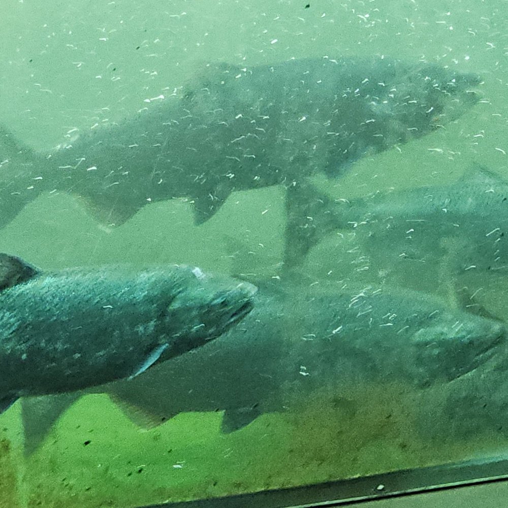 Hiram M Chittenden Locks - Salmon - Landmarks & Historical Buildings Near Me - Seattle, Washington Hiram M Chittenden Locks - Salmon - Landmarks & Historical Buildings Near Me - Seattle, Washington