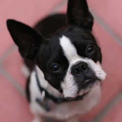 Dog Camp LA - Merv! Dog Camp's mascot