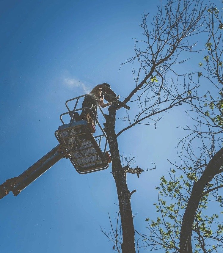 That Girl Tree Care - tree service in Cedar Rapids, IA