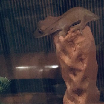 The Animal Store - This is crested gecko I adopted! They're name is jo! - Pet Stores Near Me - Lincolnwood, Illinois The Animal Store - This is crested gecko I adopted! They're name is jo! - Pet Stores Near Me - Lincolnwood, Illinois