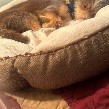Delta Humane Society - KeKo in his bed...sleeping! - Animal Shelters Near Me - Stockton, California Delta Humane Society - KeKo in his bed...sleeping! - Animal Shelters Near Me - Stockton, California