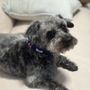 Photo of Green Dog Grooming Spa And Dog Wash