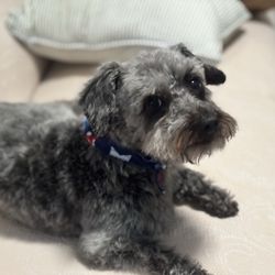 Green Dog Grooming Spa And Dog Wash - My Schnoodle looking great!! Bring on July 4th!!!