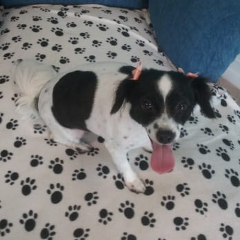 Ginger's Getaway Pet Spa - Pet Groomers Near Me - Weston, Florida