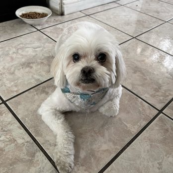 Woof Wash Waggin - Pet Groomers Near Me Woof Wash Waggin - Pet Groomers Near Me