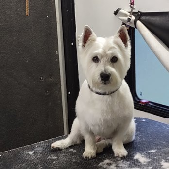 Bass Grooming - Sir Louie's day at the Bass Grooming spa! - Pet Groomers Near Me