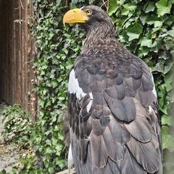 Wildpark Poing - Bird of prey