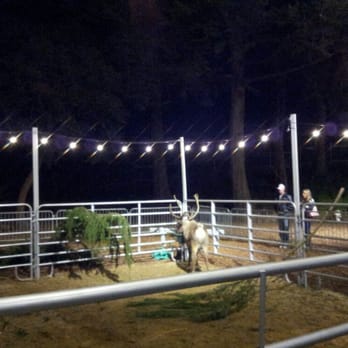 NightLife - Live reindeer - Museums Near Me - San Francisco, California NightLife - Live reindeer - Museums Near Me - San Francisco, California