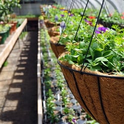 Blossom Knoll Nurseries